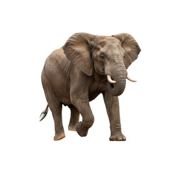 Majestic African Elephant Walking Proudly in its Natural Habitat Isolated on Black