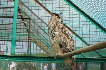 Eagle Owl Perched in Aviary Enclosure. Close-up photo of a majestic eagle owl sitting on a wooden branch inside a metal and mesh aviary.