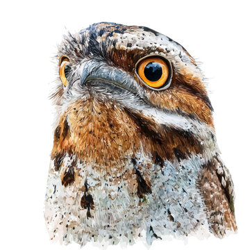 Potoo, watercolor painting, vector illustration, isolated on a white background.