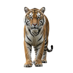 Fototapeta premium Majestic Bengal Tiger Stands Tall Against a Stark Black Background
