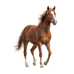 Naklejka premium Majestic Chestnut Horse with Flowing Mane Galloping Freely Against a Stark Black Background