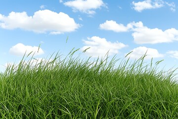 Obraz premium Green Grass Under a Bright Blue Sky with Fluffy White Clouds