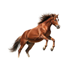 Majestic Chestnut Horse Rearing Up Against a Stark Black Background Captured in Dynamic Motion