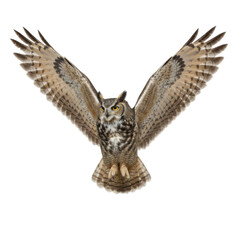 Fototapeta premium Majestic Great Horned Owl in Full Flight Against a Stark Black Background Capturing Its Grandeur