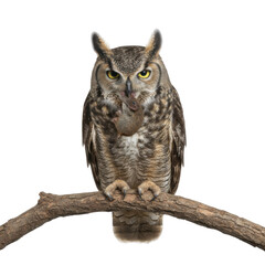 Naklejka premium Majestic Great Horned Owl perched on a branch against a stark black background