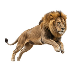 Fototapeta premium Majestic Lion Leaping with Full Mane Against a Stark Black Background