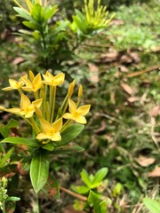 yellow flower in the garden
