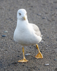 A seagull is standing on a beach