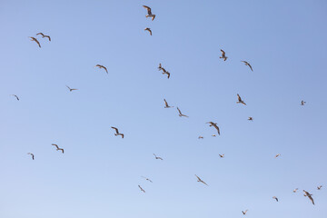 A flock of birds flying in the sky