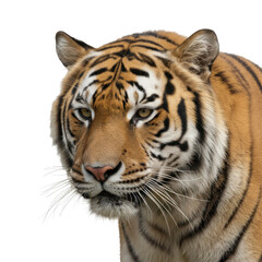 Fototapeta premium Majestic Tiger Portrait Capturing Intense Gaze Against a Stark Black Background Detailed Fur Texture