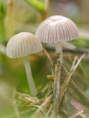 Two mushrooms are on the ground