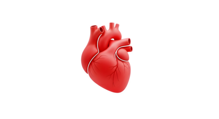 Realistic human heart anatomy illustration isolated on transparent background for medical use