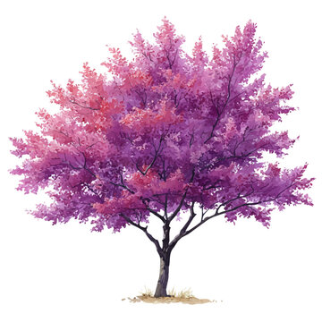 Watercolor vector illustration of Redbud Tree, isolated on white background.