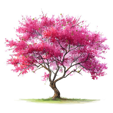 Redbud Tree, watercolor illustration, vector style, isolated on a white background.