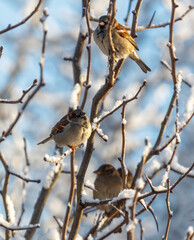 Three birds are sitting on a tree branch covered in snow