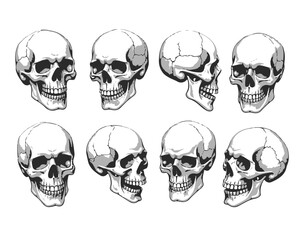 Hand Drawn Human Anatomical Skulls Vector Set in Various Angles