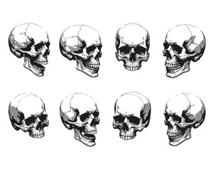 Hand Drawn Human Anatomical Skulls Vector Set in Various Angles