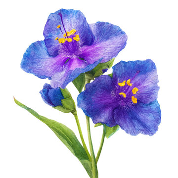 Watercolor vector illustration of Spiderwort, isolated on white background.