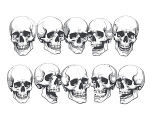 Hand Drawn Human Anatomical Skulls Vector Set in Various Angles
