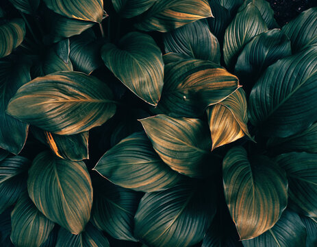 Lush tropical leaves provide rich, vibrant texture