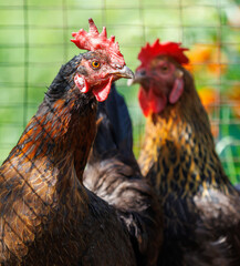 Two chickens standing next to each other