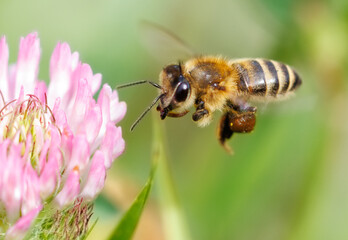 A bee is flying over a pink flower
