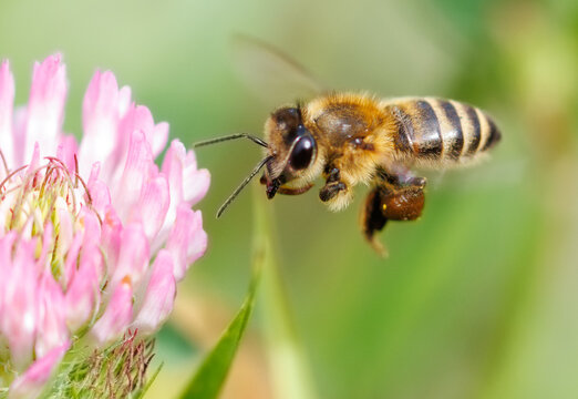 A bee is flying over a pink flower - Powered by Adobe