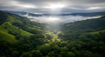 Obraz premium Serene Misty Valley Overlooking Lush Green Forest at Sunrise