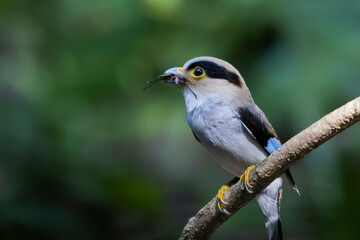 The Silver-breasted Broadbill birds in nature
