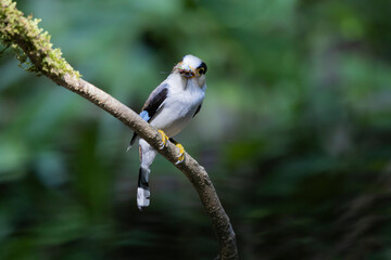 The Silver-breasted Broadbill birds in nature