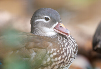 A duck is sitting on the ground