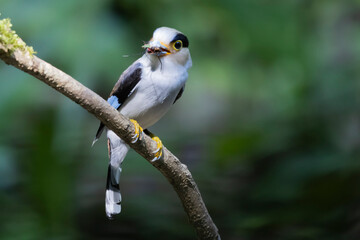 The Silver-breasted Broadbill birds in nature