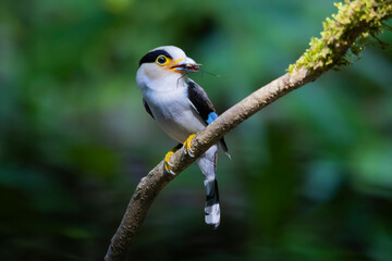 The Silver-breasted Broadbill birds in nature