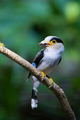 The Silver-breasted Broadbill birds in nature