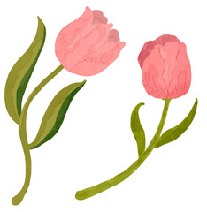 flowers illustration transparant background