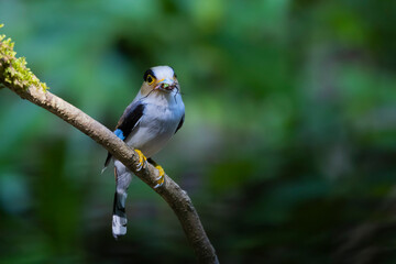 The Silver-breasted Broadbill birds in nature