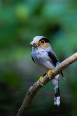 The Silver-breasted Broadbill birds in nature