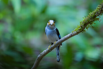 The Silver-breasted Broadbill birds in nature