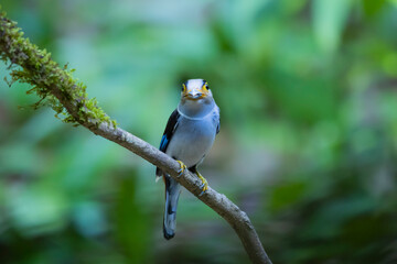 The Silver-breasted Broadbill birds in nature