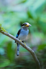 The Silver-breasted Broadbill birds in nature