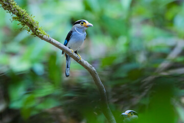 The Silver-breasted Broadbill birds in nature