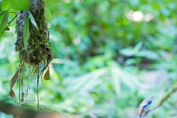 The Silver-breasted Broadbill birds in nature