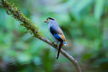 The Silver-breasted Broadbill birds in nature