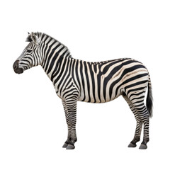 Naklejka premium Striking Profile View of a Majestic Zebra with Distinct Black and White Stripes Against a Solid