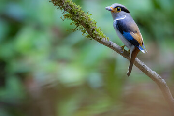 The Silver-breasted Broadbill birds in nature