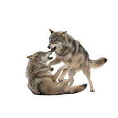 Naklejka premium Two wolves play fighting on a black background showing their power and bond
