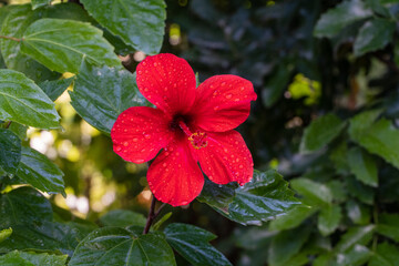 Vibrant red hibiscus flower with water droplets on its petals, surrounded by lush green leaves in natural setting. Close up.
