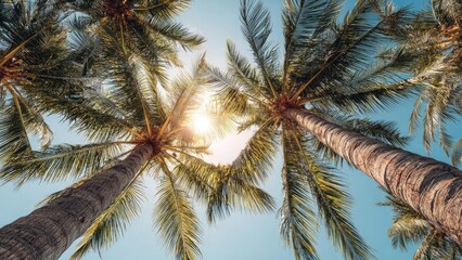 Looking up at tall palm trees with the sun shining through their fronds against a clear blue sky. Concept Tall palm trees, Sunlight filtering through fronds, Upward perspective, Clear blue sky
