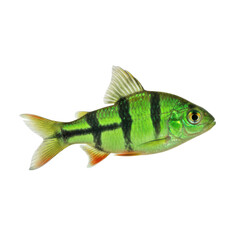 Fototapeta premium Vibrant Green Fish with Black Stripes Isolated on a Stark Black Background