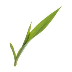 Obraz premium Vibrant green seedling emerging from the earth on a stark black background